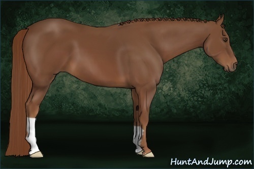 Horse Color:Chestnut Frame