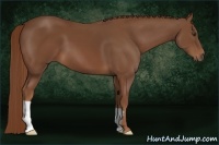 Horse Color:Chestnut Frame 