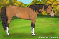 Horse Color:Buckskin 