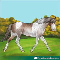 Horse Color:Gray Brown Pearl Sabino Tobiano Rabicano 