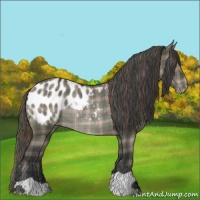 Horse Color:Plaid  Grullo Blanket Rabicano 