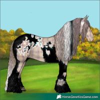Horse Color:Plaid  Classic Champagne Tobiano Appaloosa 