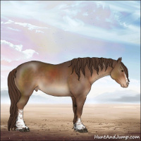 Horse Color:White Spotted Liver Chestnut Sabino Appaloosa 