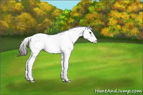 Horse Color:Liver Chestnut Sabino 