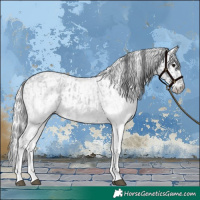 Horse Color:White Spotted Blue Roan Rabicano  and Gray White Spotted Blue Roan Rabicano 