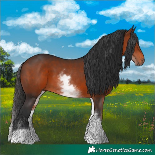 Horse Color:White Spotted Brown 