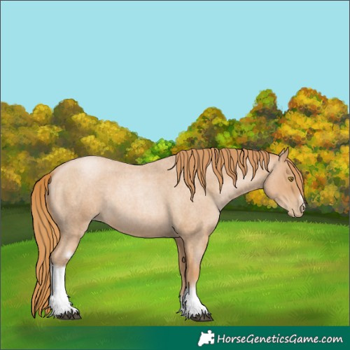 Horse Color:Red Roan Pearl Tobiano Frame 