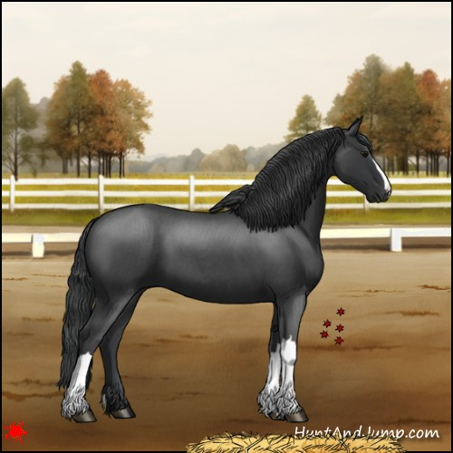 Horse Color:Blue Roan 