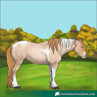 Horse Color:Red Roan Pearl Tobiano Frame 