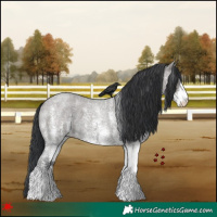 Horse Color:White Spotted Grullo Roan 