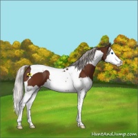Horse Color:Silver Brown Splash Tobiano Varnish 