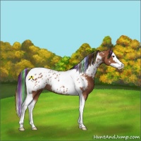Horse Color:Painted Bay Splash Tobiano Appaloosa Rabicano 