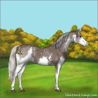Horse Color:White Spotted Silver Black Splash 