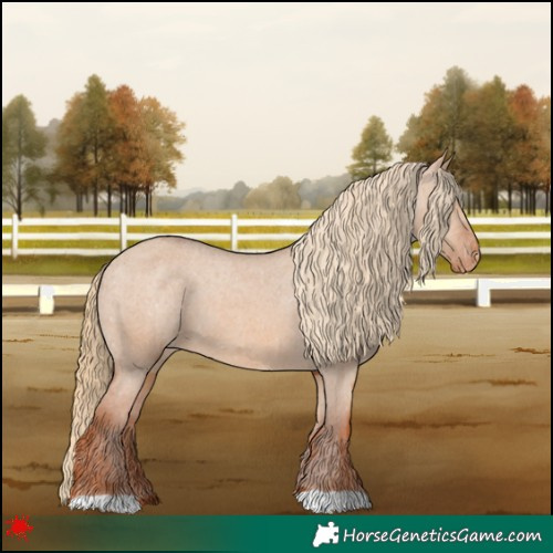 Horse Color:Red Dun Appaloosa 