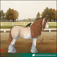 Horse Color:White Spotted Red Dun