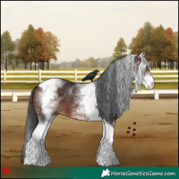 Horse Color:White Spotted Brown Tobiano 