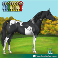 Horse Color:Black Tobiano 