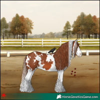 Horse Color:White Spotted Chestnut Splash