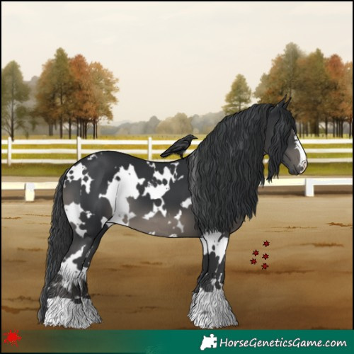 Horse Color:White Spotted Black 