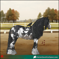 Horse Color:White Spotted Black