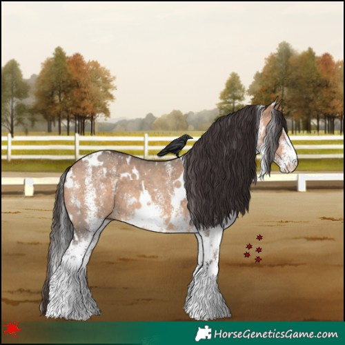Horse Color:White Spotted Bay Dun 