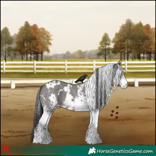 Horse Color:White Spotted Grullo