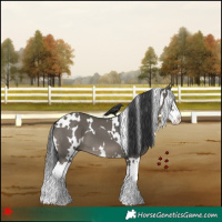Horse Color:White Spotted Grullo Splash 