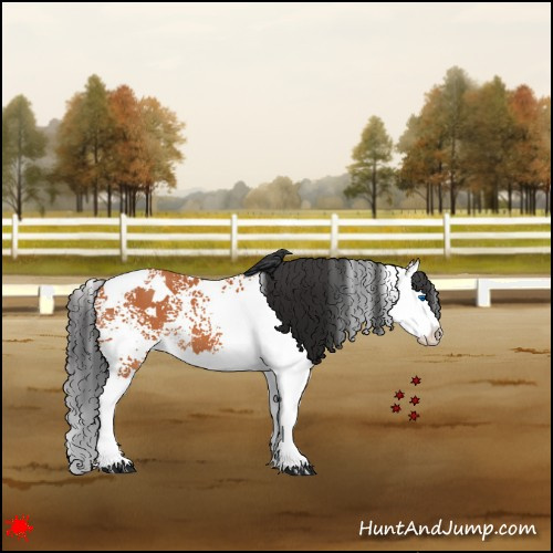 Horse Color:White Spotted Bay Splash 