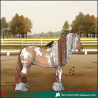 Horse Color:White Spotted Red Dun