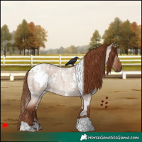 Horse Color:White Spotted Red Dun Roan 