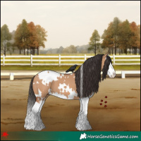Horse Color:White Spotted Bay Dun Splash 