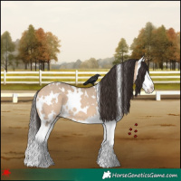 Horse Color:White Spotted Bay Dun Splash 