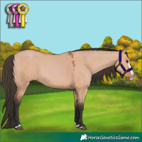 Horse Color:Bay Dun Splash 