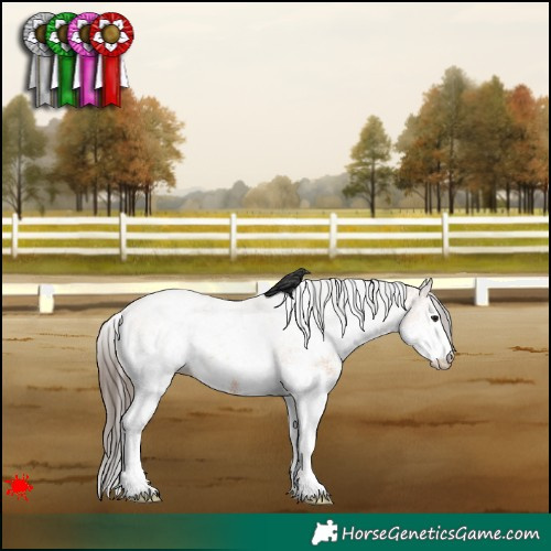 Horse Color:White Spotted Bay 
