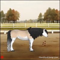 Horse Color:Bay Dun Splash