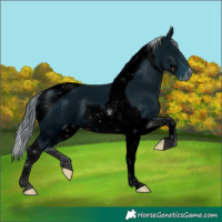 Horse Color:ERROR: UNKNOWN ANOMALY