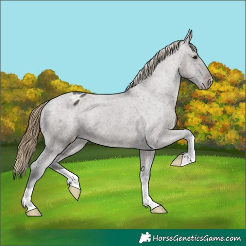 Horse Color:Smoky Grullo Appaloosa 