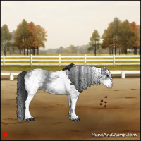 Horse Color:White Spotted Blue Roan 