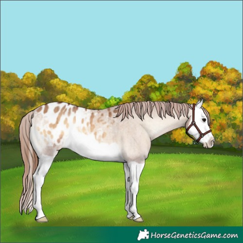 Horse Color:Bay Onyx Splash Appaloosa Brindle 