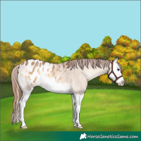 Horse Color:Bay Onyx Splash Appaloosa Brindle 