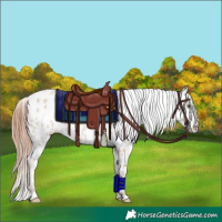 Horse Color:Classic Champagne Ice Dun Appaloosa Rabicano Brindle 