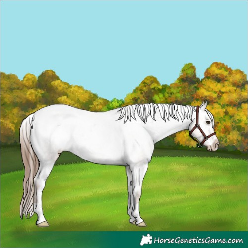 Horse Color:Red Dun Varnish Rabicano Brindle