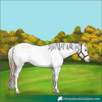 Horse Color:Red Dun Varnish Rabicano Brindle 