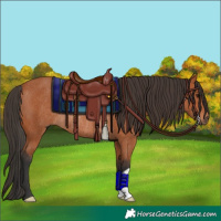 Horse Color:Bay Rabicano 