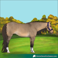 Horse Color:Buckskin Dun Brindle 