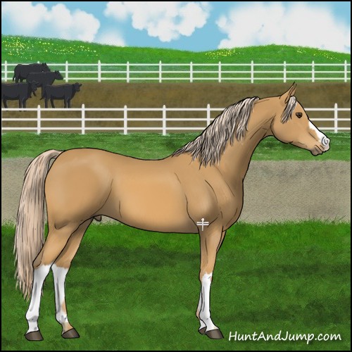 Horse Color:Palomino 