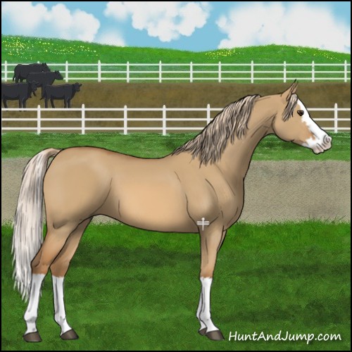 Horse Color:Red Dun Splash 