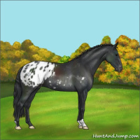 Horse Color:Black Appaloosa