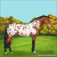 Horse Color:Brown Appaloosa