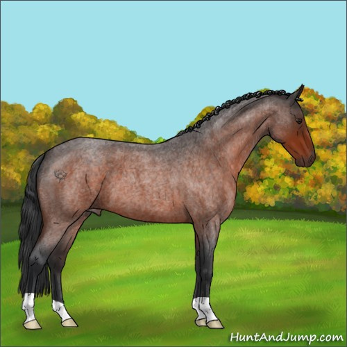 Horse Color:Brown Roan 